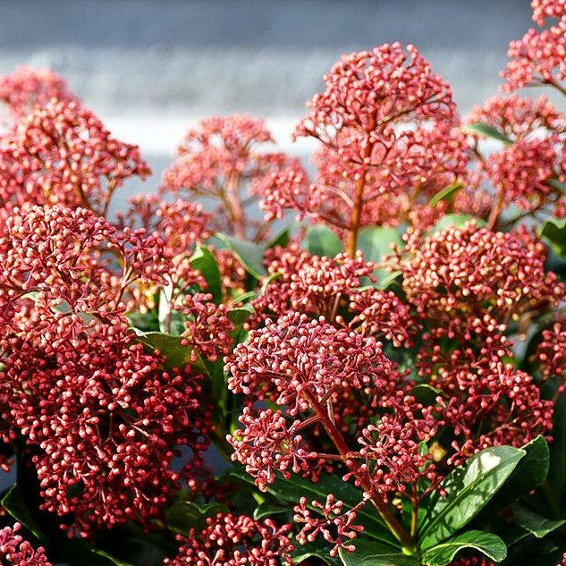 Blüten-Skimmie 'Rubesta Jos' (Skimmia japonica)