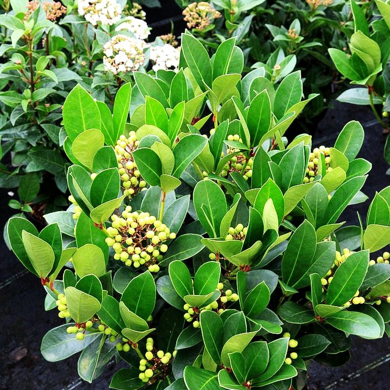 Blüten- und Frucht-Skimmie 'Obsession' (Skimmia japonica)