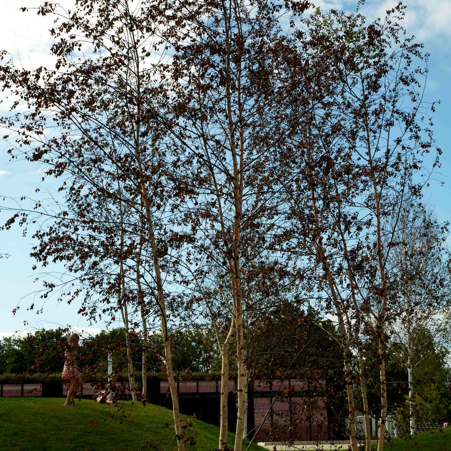 Blut-Birke 'Purpurea' (Betula pendula)