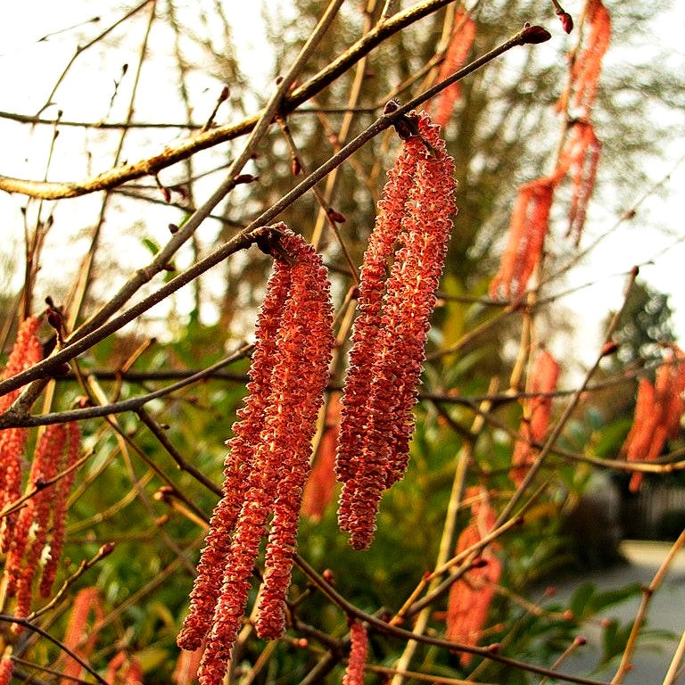 Blut-Hasel 'Purpurea' (Corylus maxima)