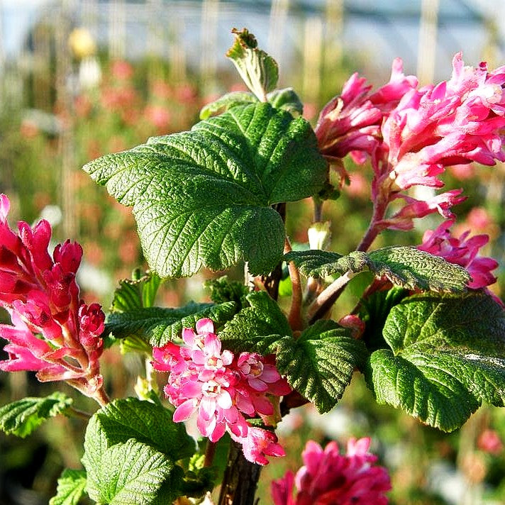 Blut-Johannisbeere 'Atrorubens' (Ribes sanguineum)