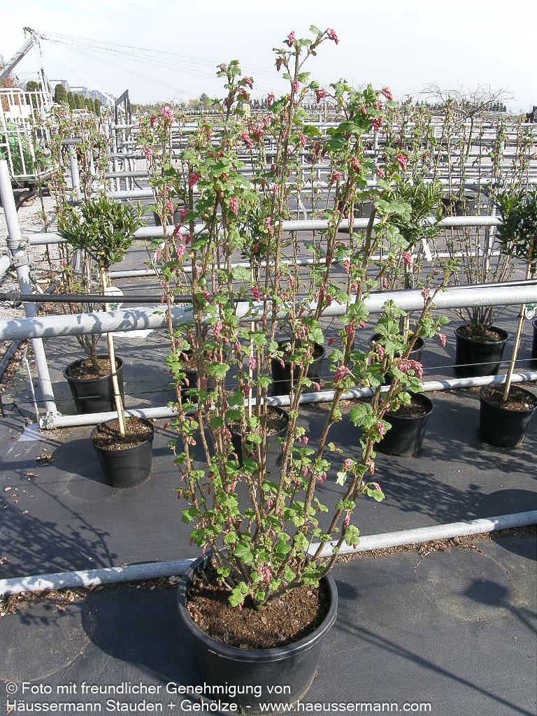 Blut-Johannisbeere 'King Edward VII' (Ribes sanguineum)