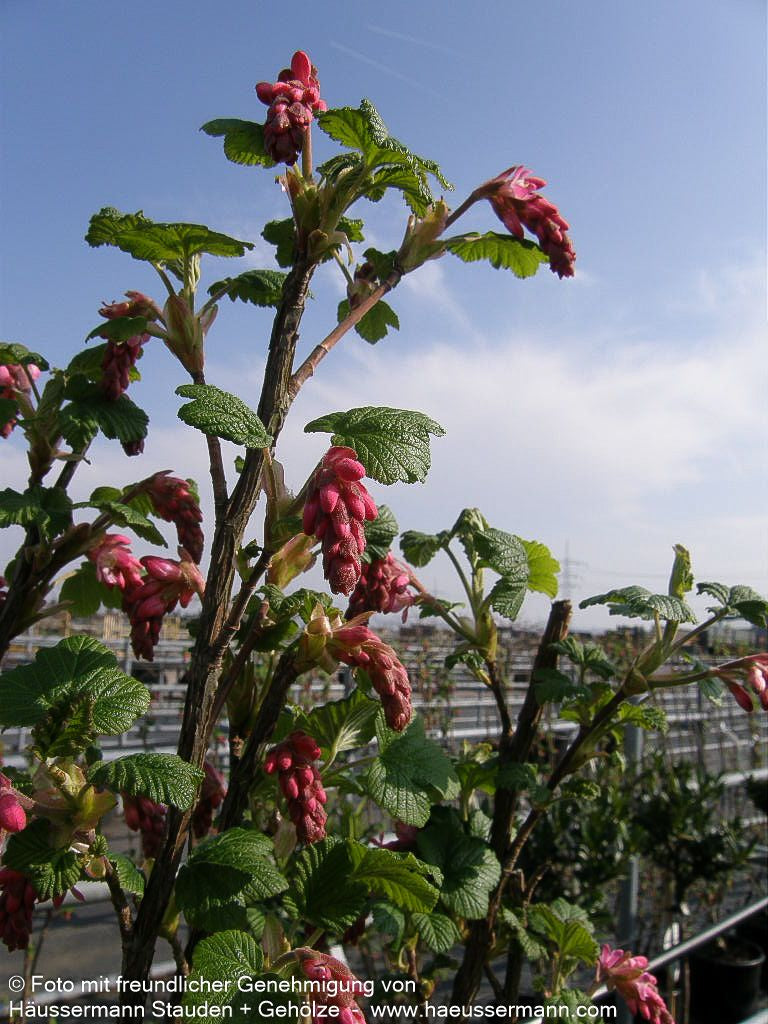 Blut-Johannisbeere 'King Edward VII' (Ribes sanguineum)