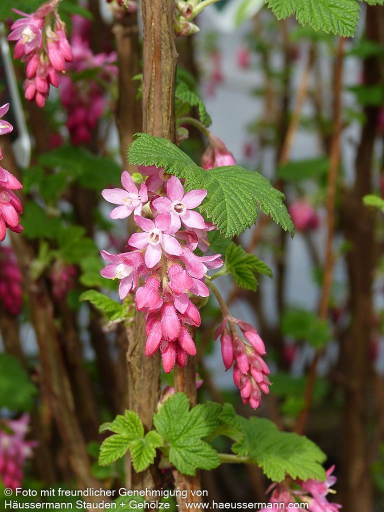 Blut-Johannisbeere 'King Edward VII' (Ribes sanguineum)