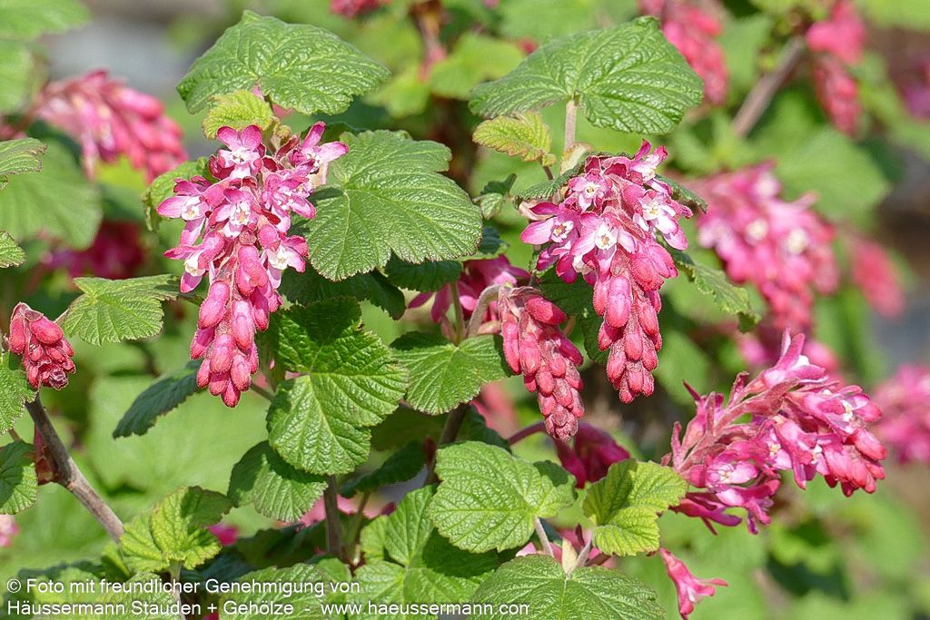 Blut-Johannisbeere 'King Edward VII' (Ribes sanguineum)