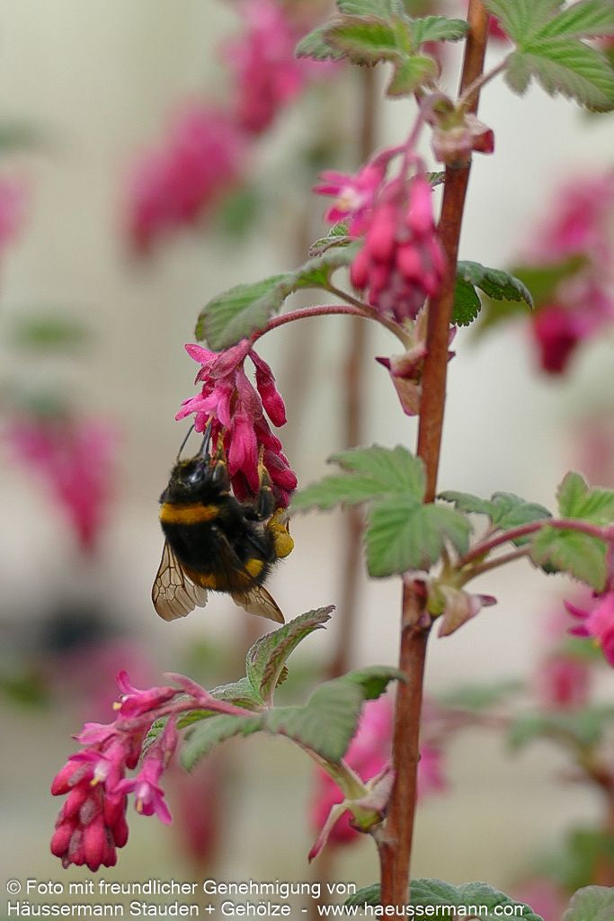 Blut-Johannisbeere 'King Edward VII' (Ribes sanguineum)