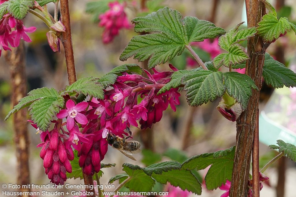 Blut-Johannisbeere 'King Edward VII' (Ribes sanguineum)