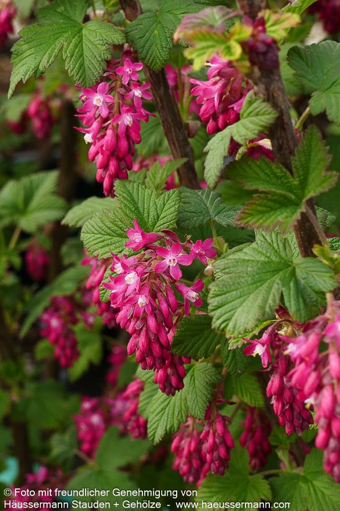 Blut-Johannisbeere 'King Edward VII' (Ribes sanguineum)