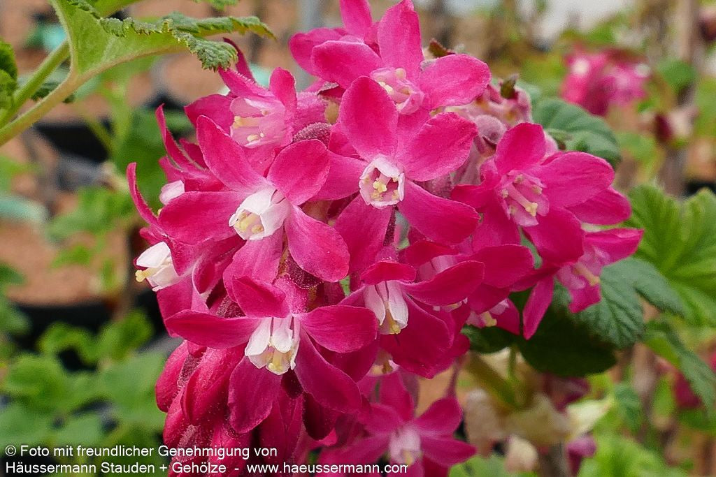 Blut-Johannisbeere 'King Edward VII' (Ribes sanguineum)
