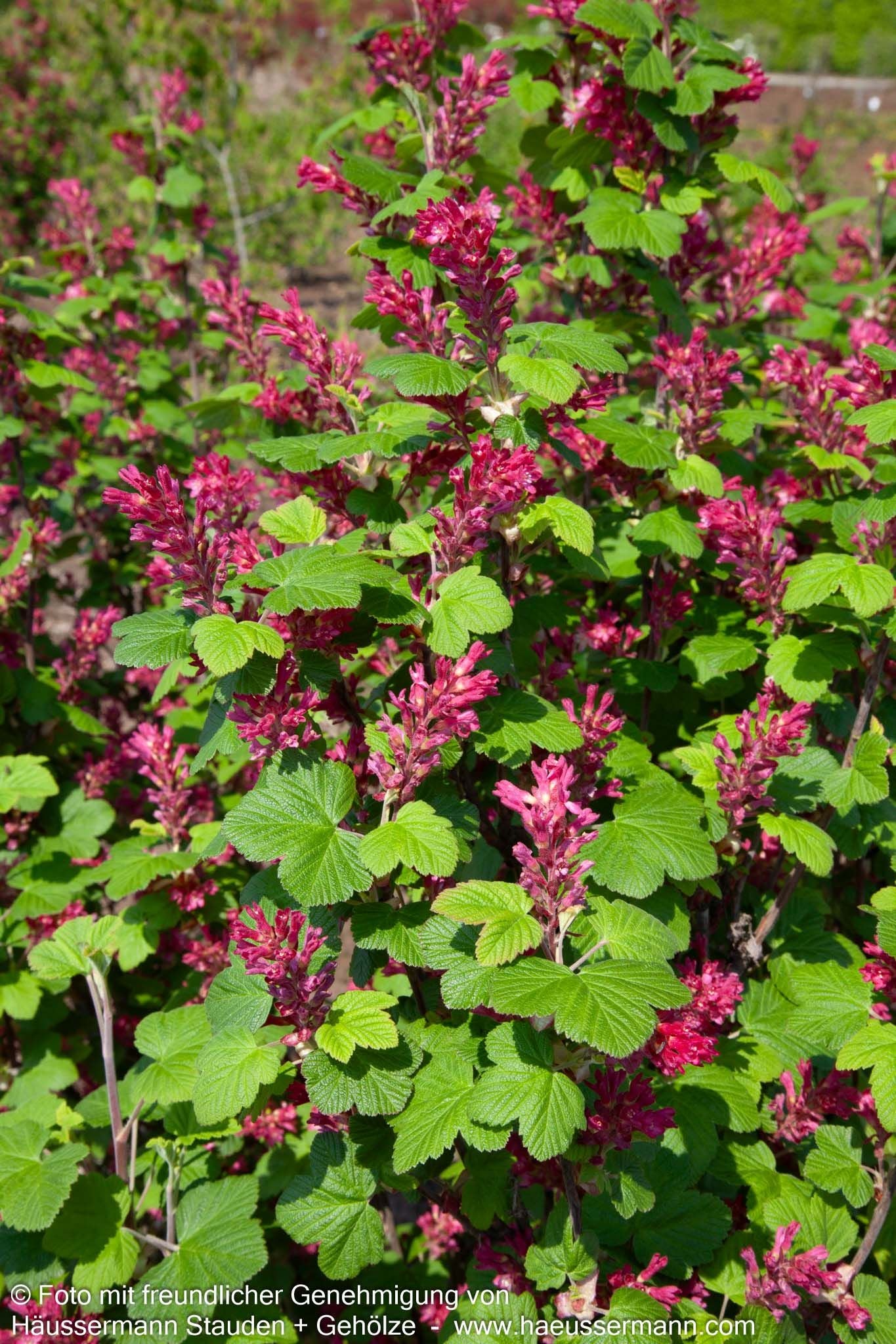 Blut-Johannisbeere 'King Edward VII' (Ribes sanguineum)