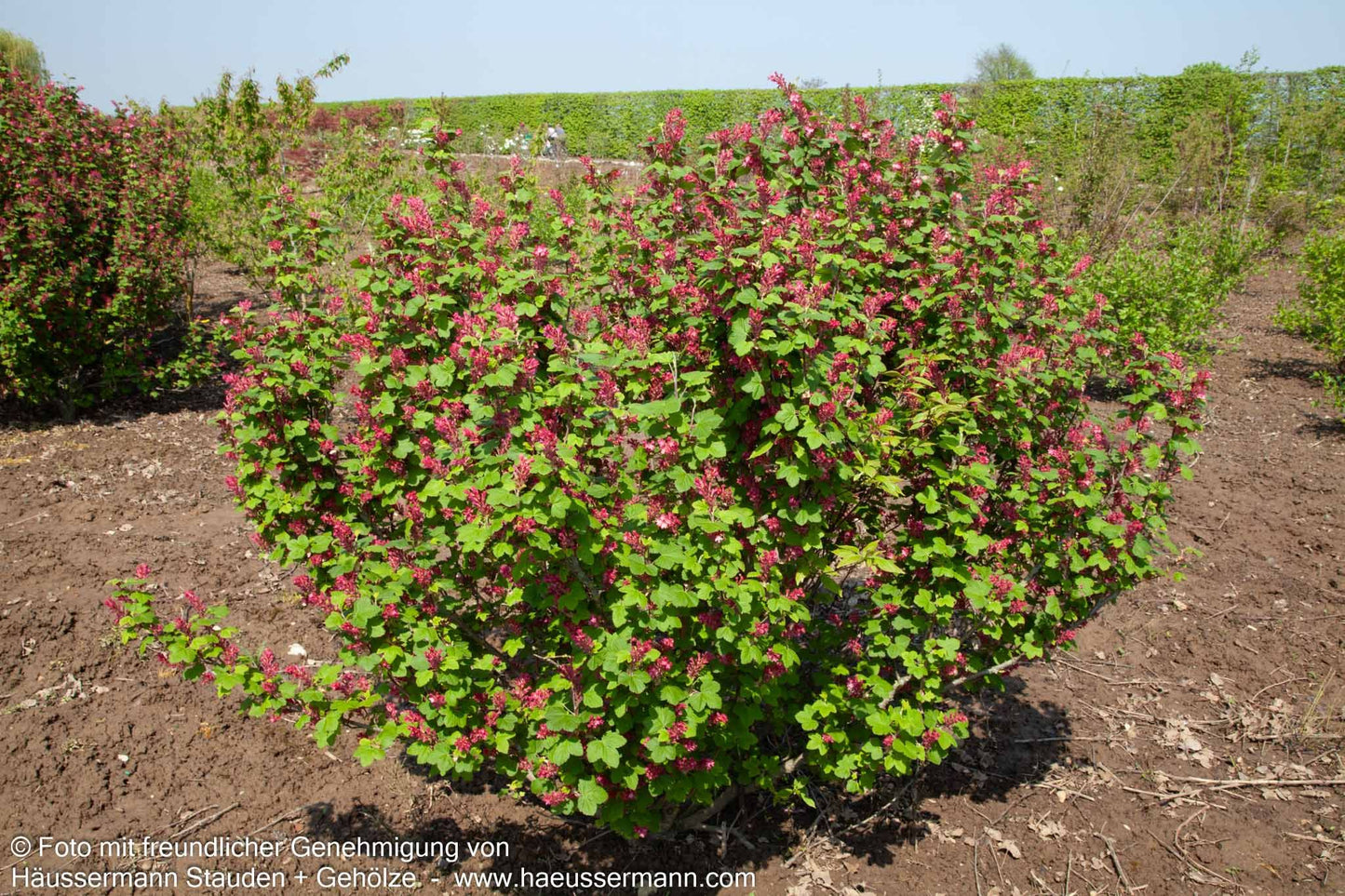 Blut-Johannisbeere 'King Edward VII' (Ribes sanguineum)