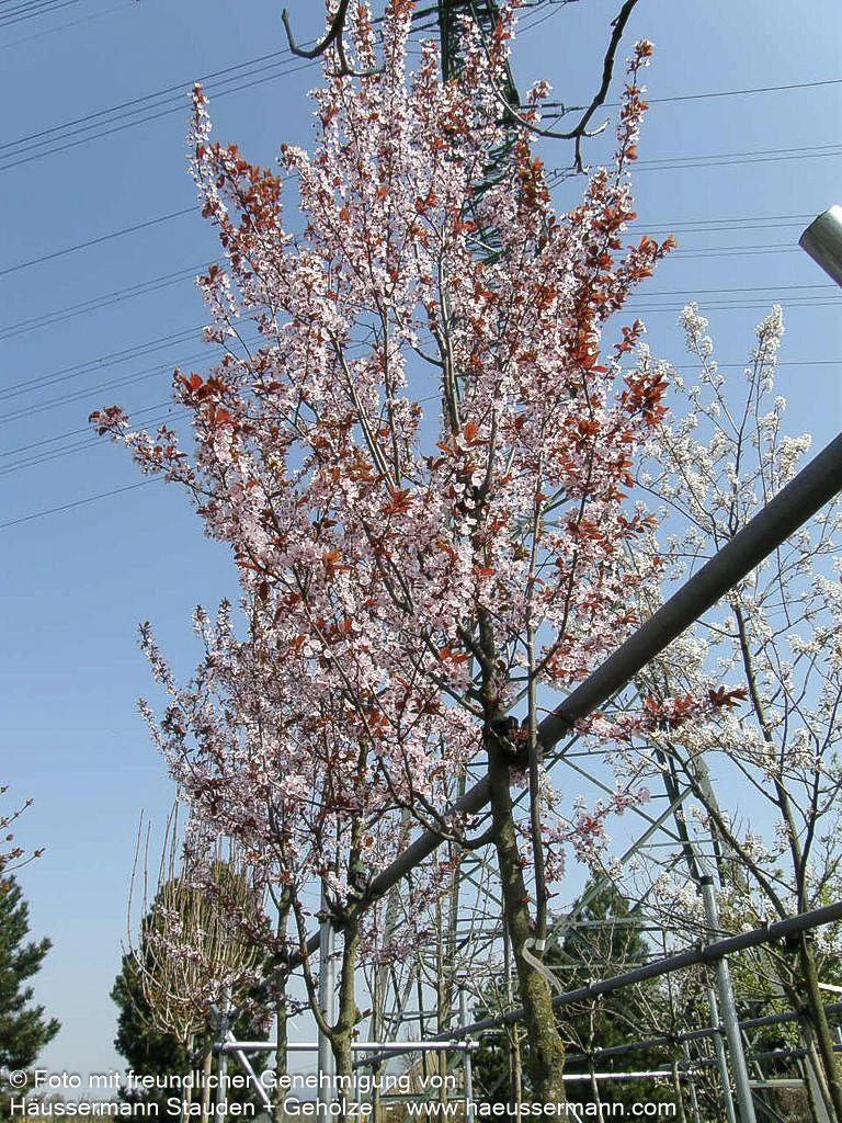 Blut-Pflaume 'Nigra' (Prunus cerasifera)