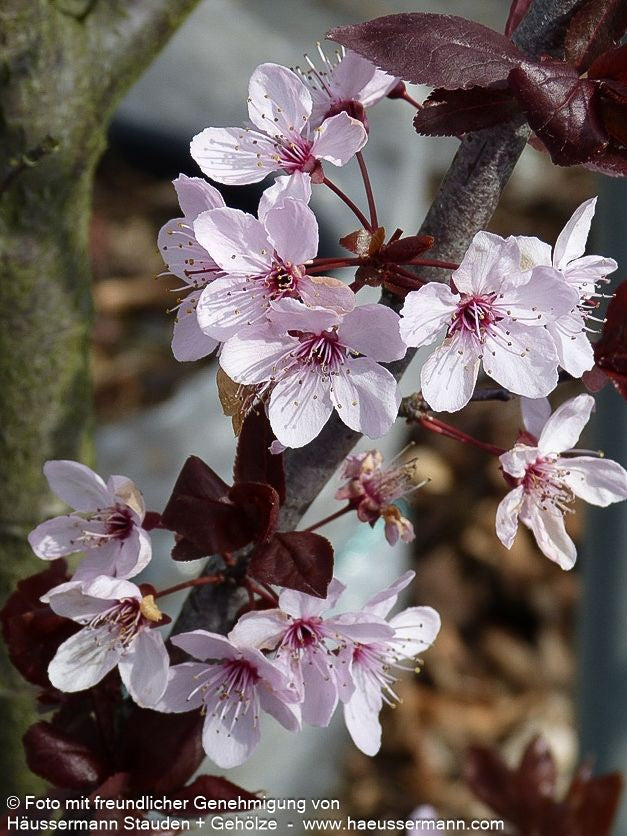 Blut-Pflaume 'Nigra' (Prunus cerasifera)