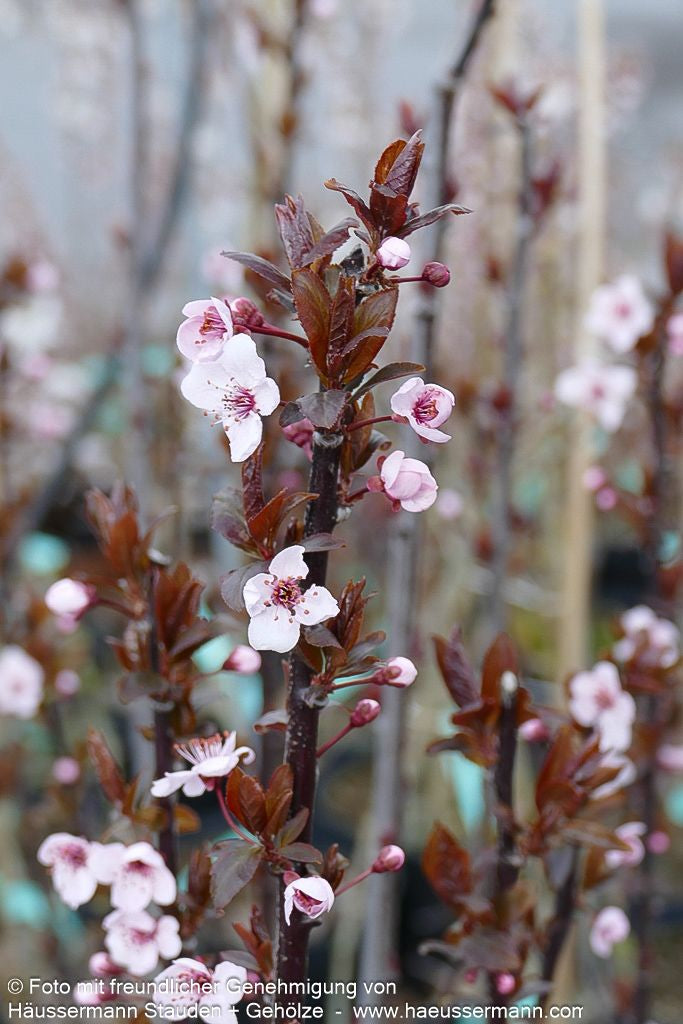 Blut-Pflaume 'Nigra' (Prunus cerasifera)