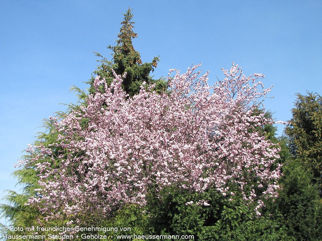 Blut-Pflaume 'Nigra' (Prunus cerasifera)
