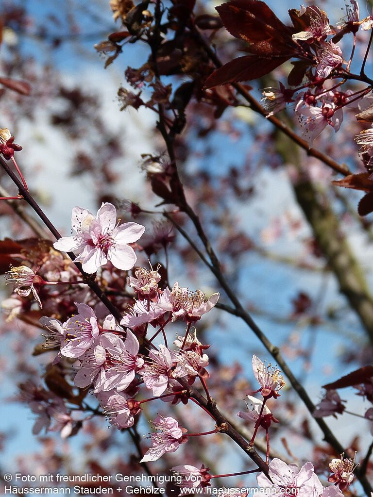 Blut-Pflaume 'Nigra' (Prunus cerasifera)