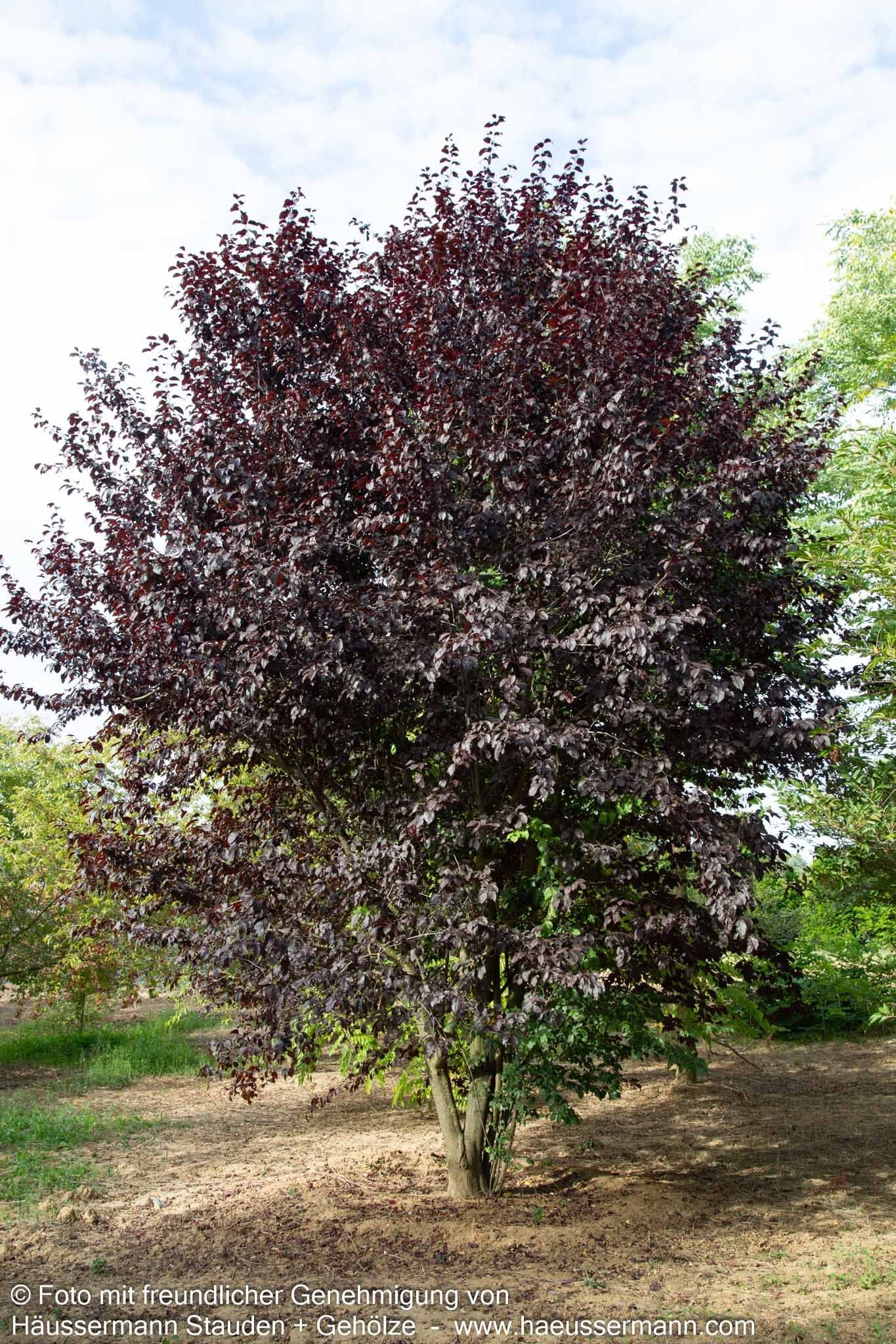 Blut-Pflaume 'Nigra' (Prunus cerasifera)