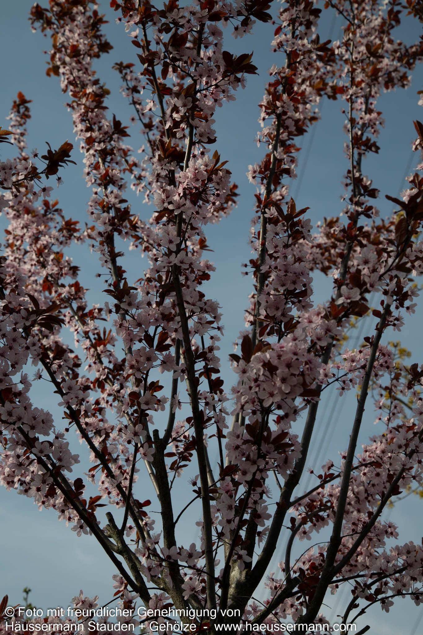 Blut-Pflaume 'Nigra' (Prunus cerasifera)