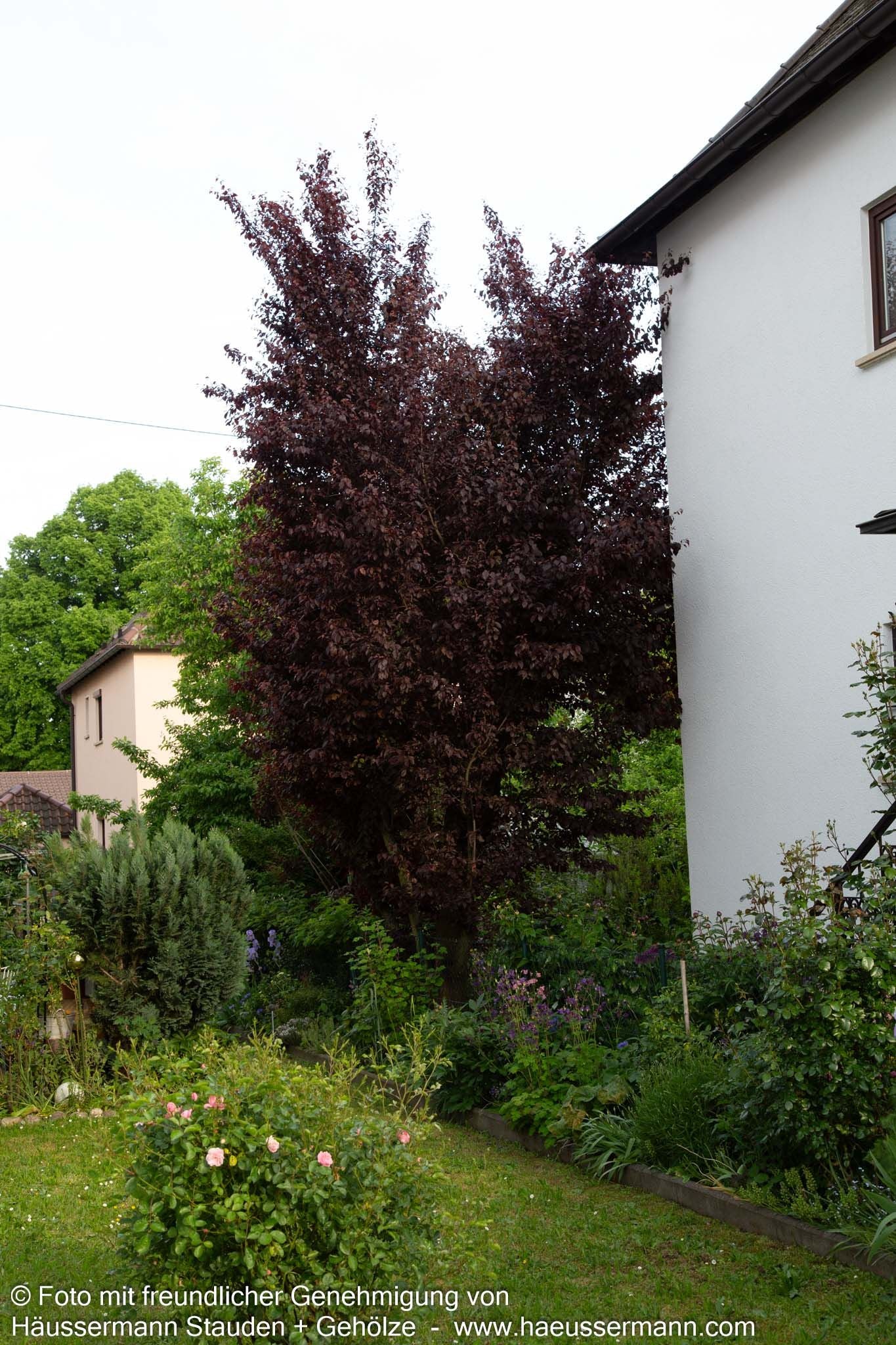 Blut-Pflaume 'Nigra' (Prunus cerasifera)