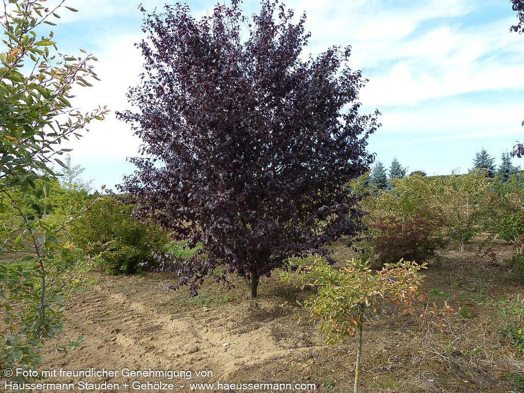 Blut-Pflaume 'Nigra' (Prunus cerasifera)