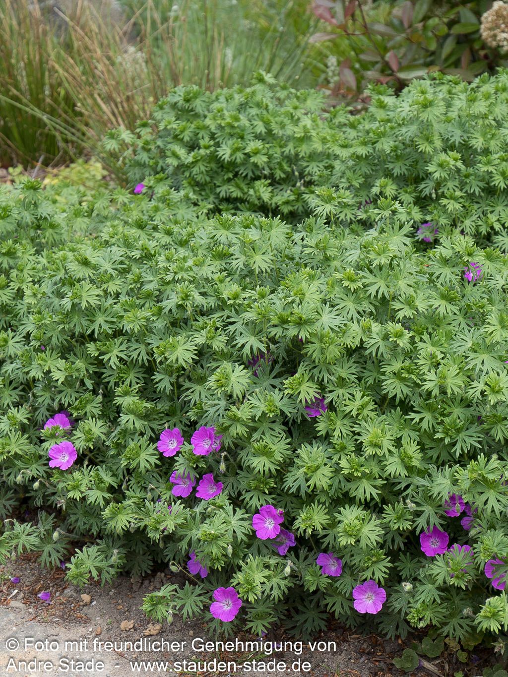 Blut-Storchschnabel (Geranium sanguineum)