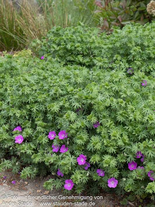 Blut-Storchschnabel (Geranium sanguineum)