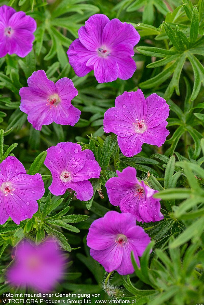 Blut-Storchschnabel (Geranium sanguineum)