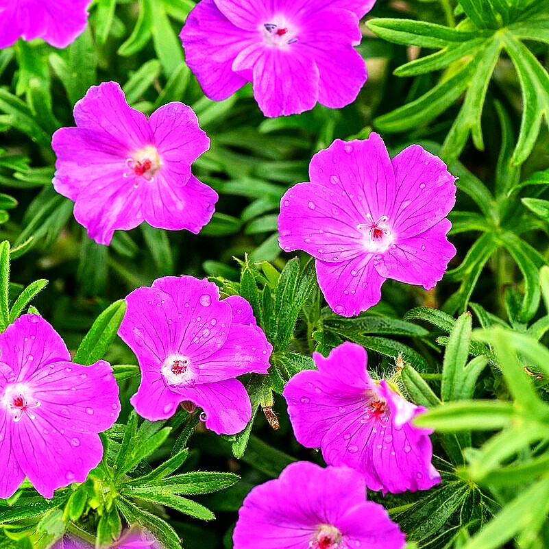 Blut-Storchschnabel (Geranium sanguineum)