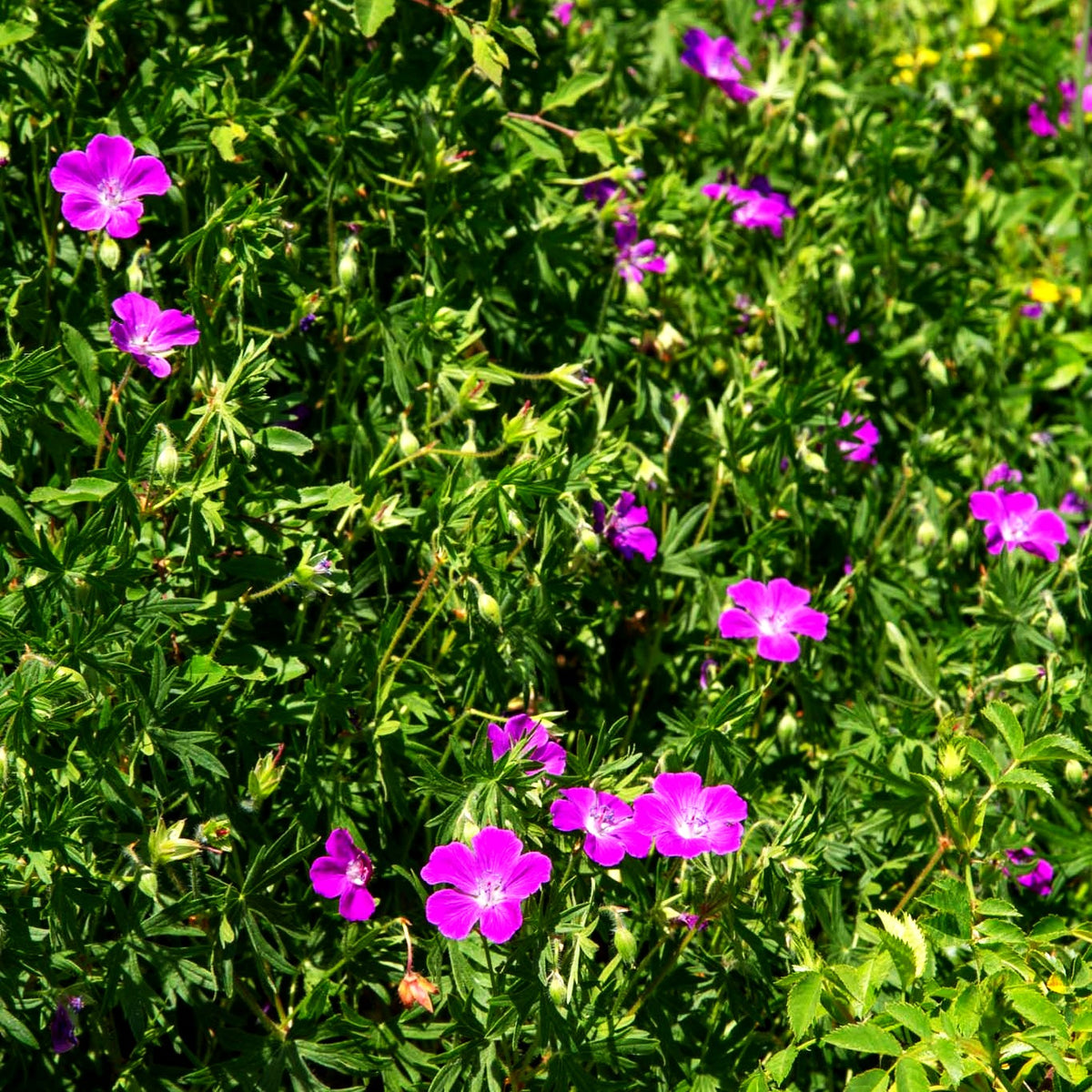 Blut-Storchschnabel (Geranium sanguineum)