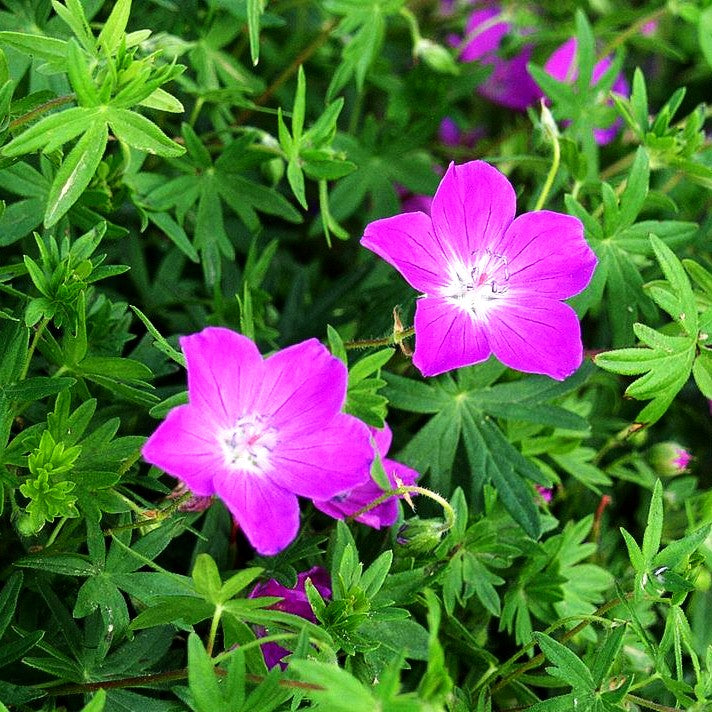 Blut-Storchschnabel 'Max Frei' (Geranium sanguineum)