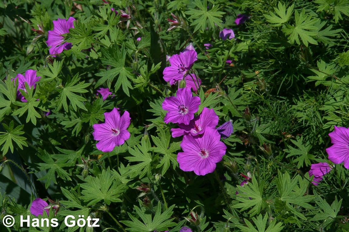 Blut-Storchschnabel 'Tiny Monster' (Geranium sanguineum)