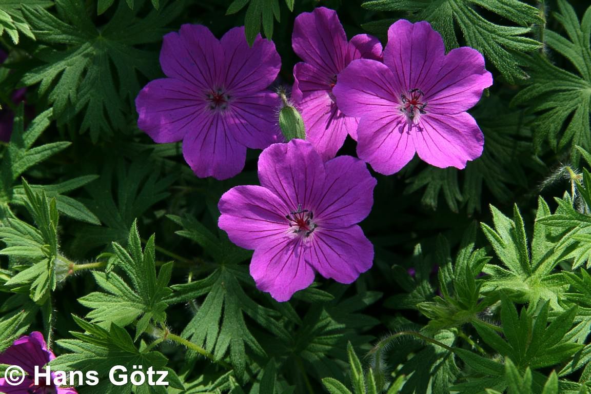 Blut-Storchschnabel 'Tiny Monster' (Geranium sanguineum)