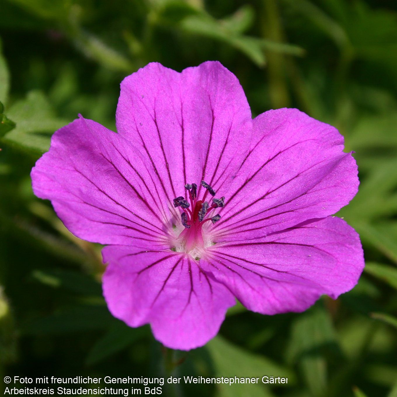 Blut-Storchschnabel 'Tiny Monster' (Geranium sanguineum)