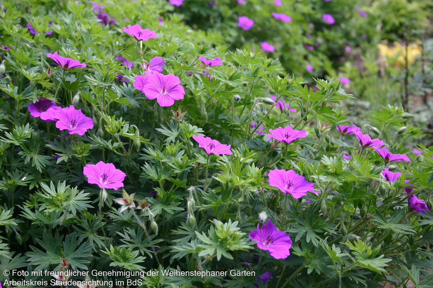 Blut-Storchschnabel 'Tiny Monster' (Geranium sanguineum)
