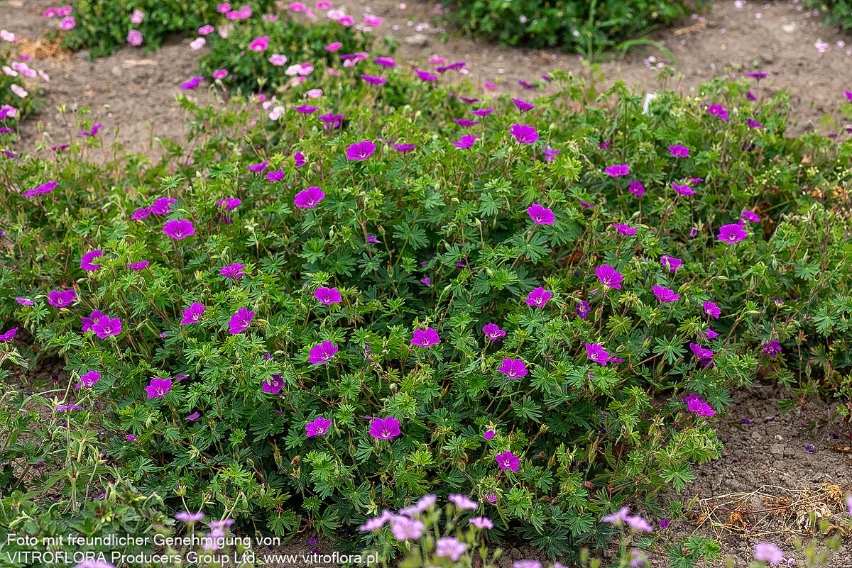 Blut-Storchschnabel 'Tiny Monster' (Geranium sanguineum)
