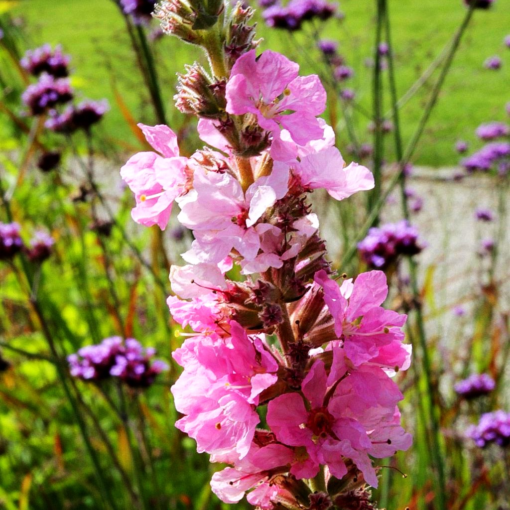 Blut-Weiderich 'Blush' (Lythrum salicaria)