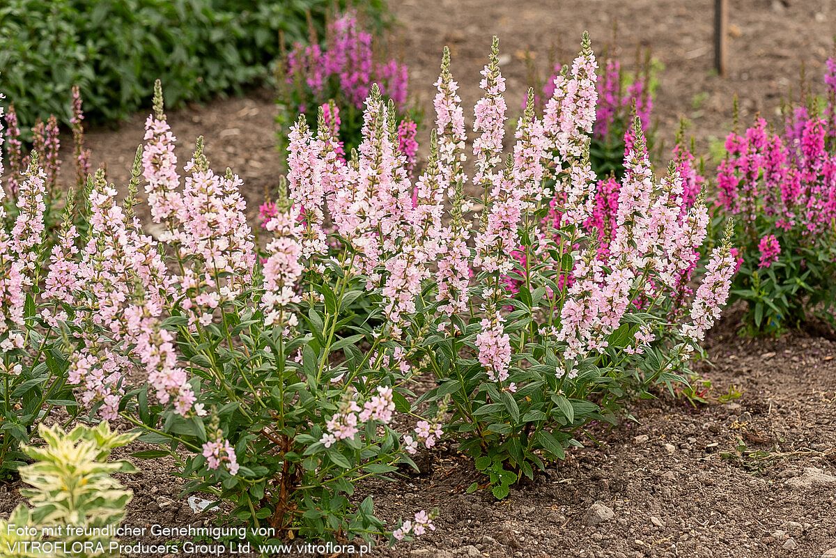 Blut-Weiderich 'Blush' (Lythrum salicaria)