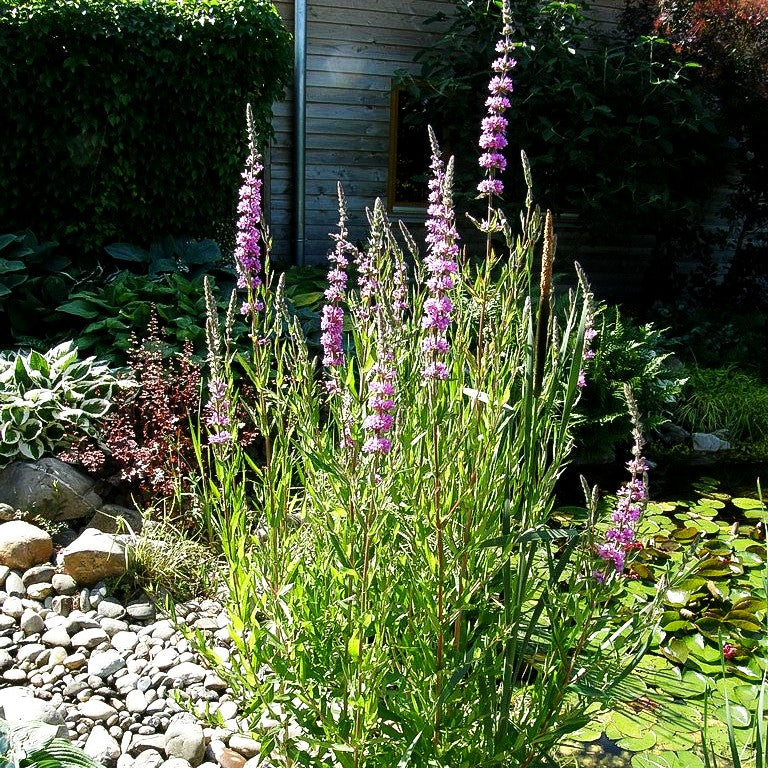 Blut-Weiderich (Lythrum salicaria)