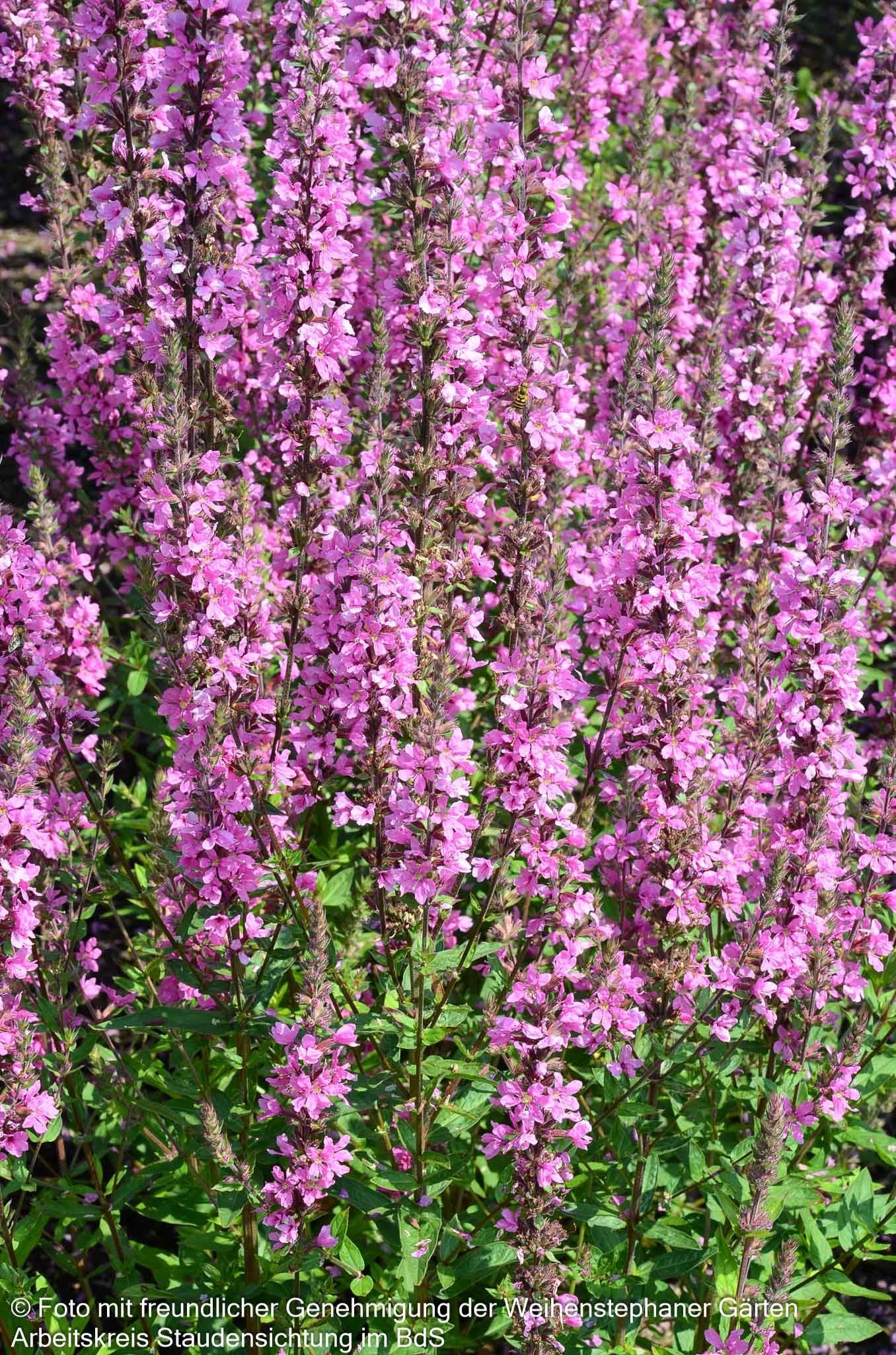 Blut-Weiderich 'Morden Pink' (Lythrum salicaria)
