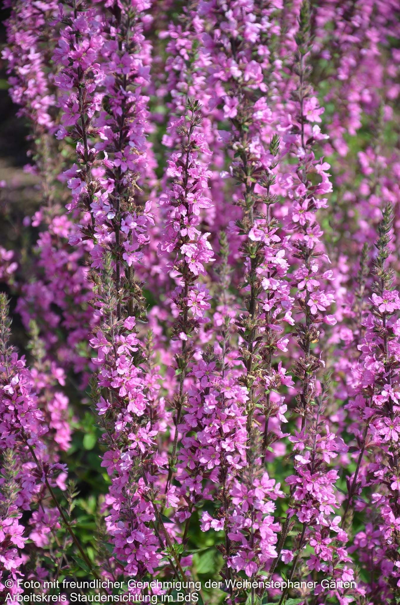 Blut-Weiderich 'Morden Pink' (Lythrum salicaria)