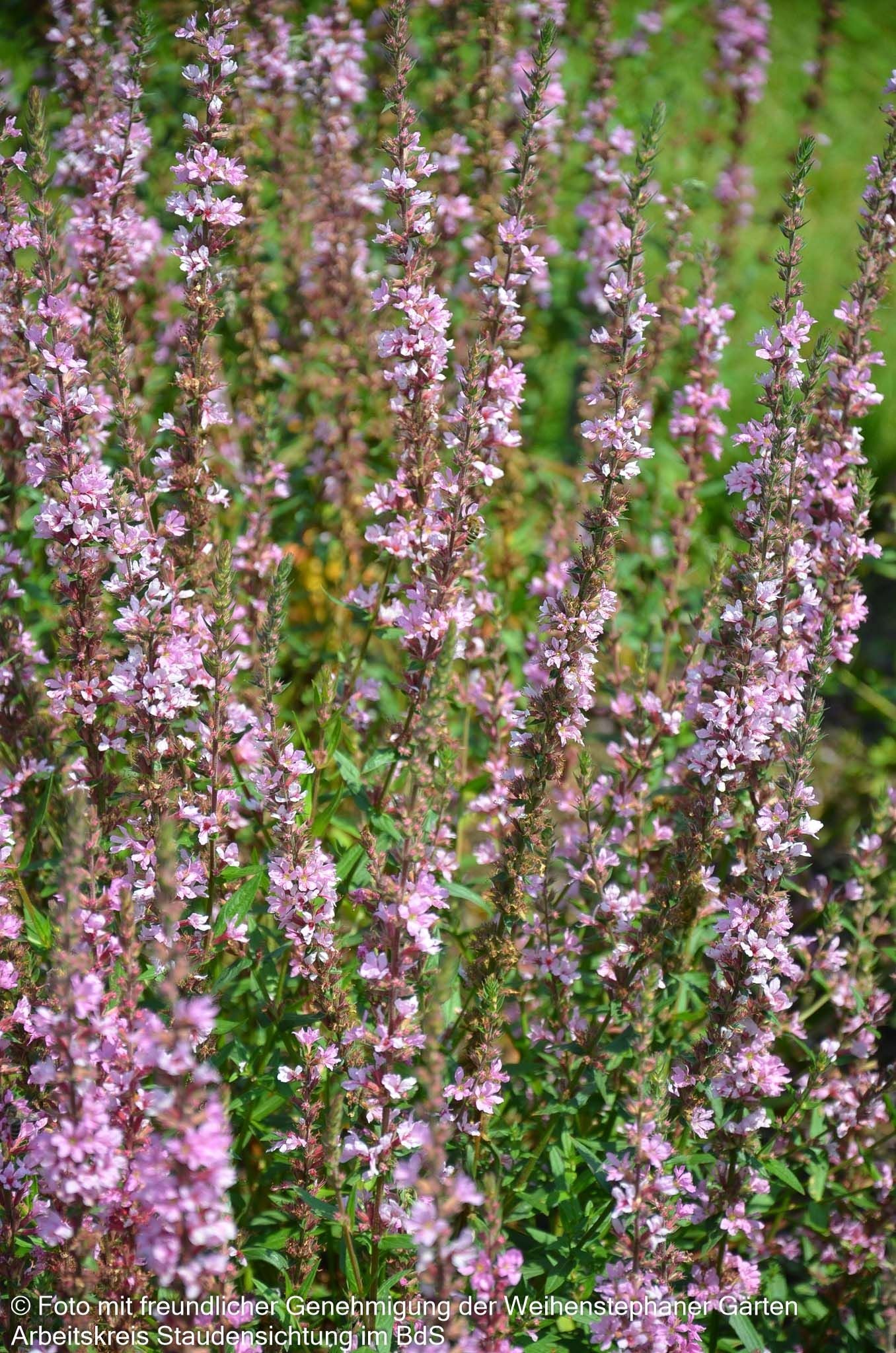 Blut-Weiderich 'Pink Tails' (Lythrum salicaria JS)