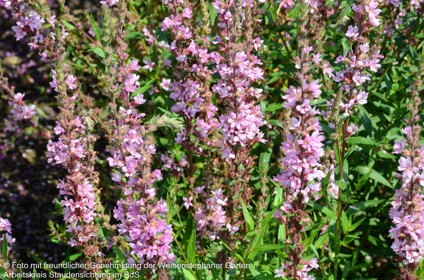Blut-Weiderich 'Pink Tails' (Lythrum salicaria JS)