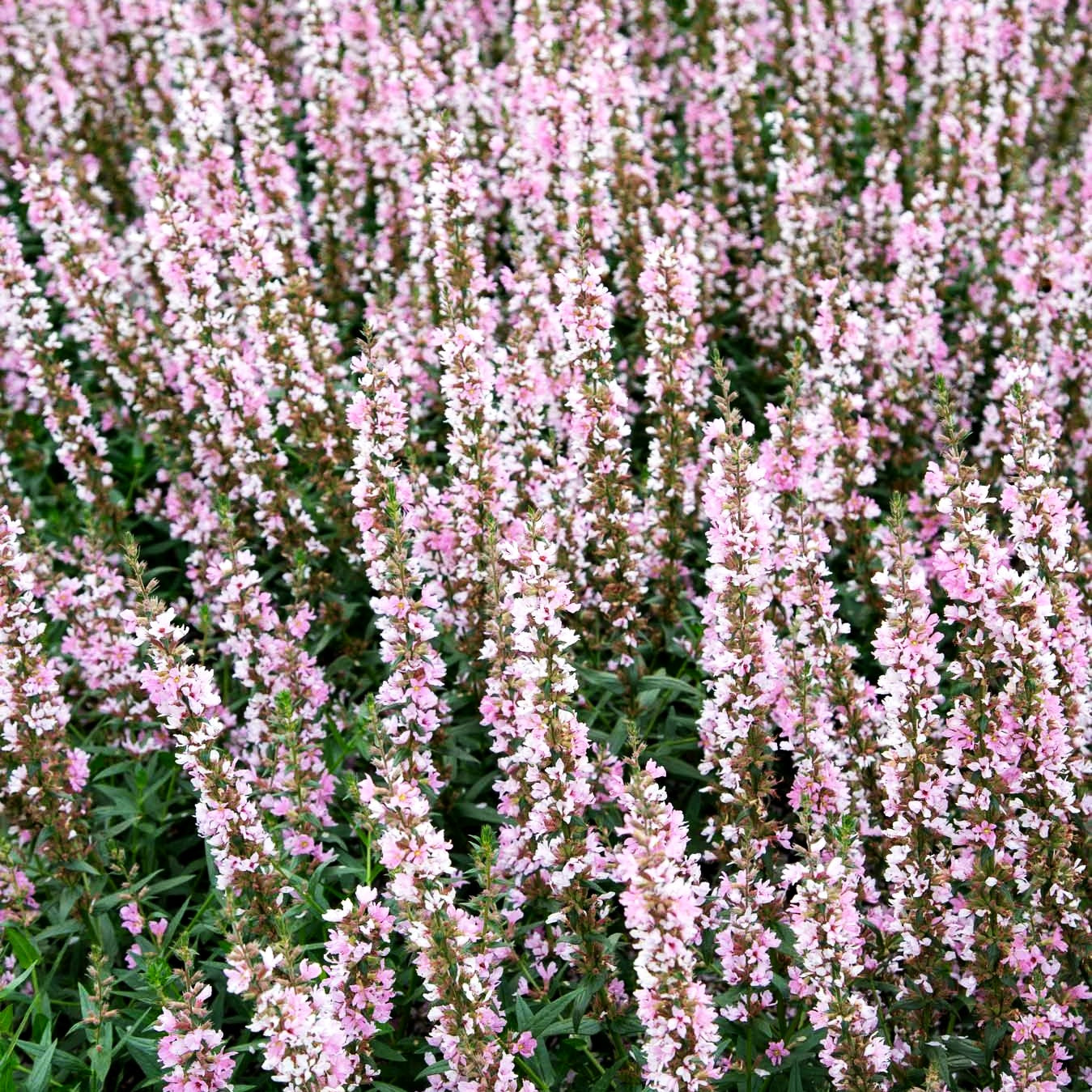 Blut-Weiderich 'Pink Tails' (Lythrum salicaria JS)