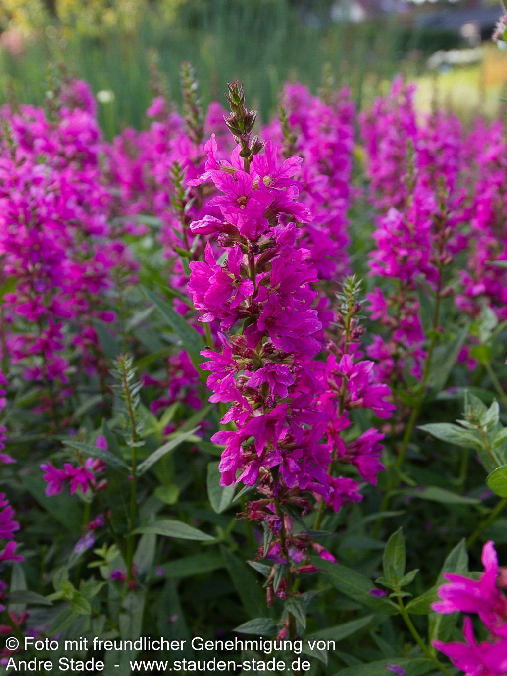 Blut-Weiderich 'Robert' (Lythrum salicaria)
