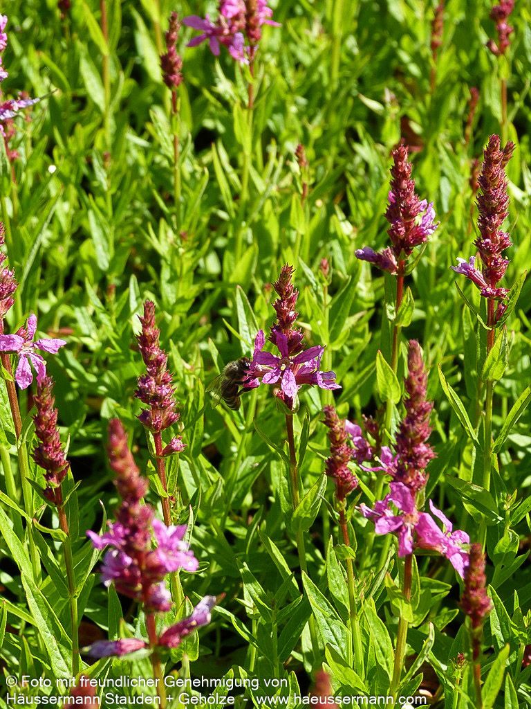 Blut-Weiderich 'Robert' (Lythrum salicaria)
