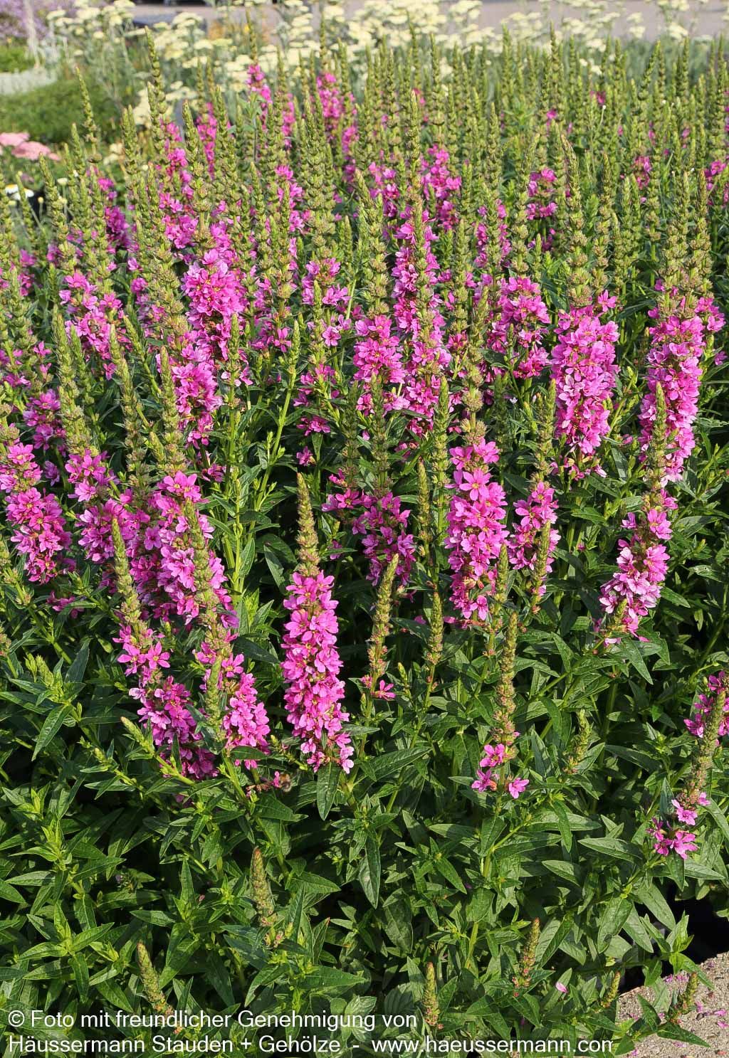 Blut-Weiderich 'Robert' (Lythrum salicaria)