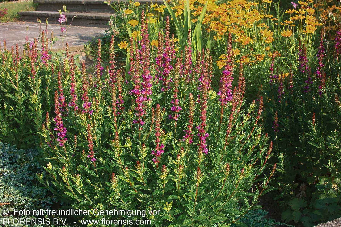Blut-Weiderich 'Robert' (Lythrum salicaria)