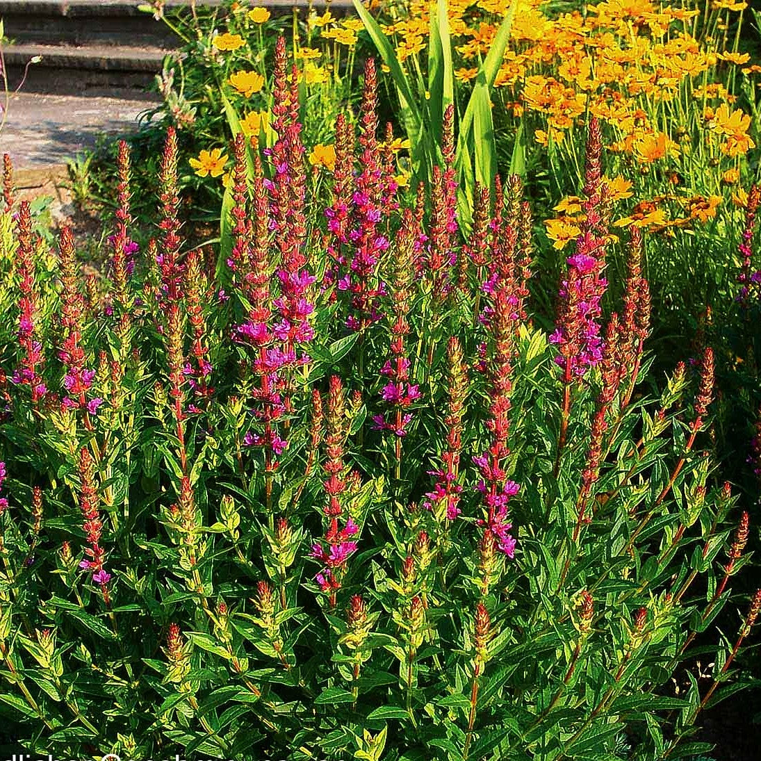 Blut-Weiderich 'Robert' (Lythrum salicaria)