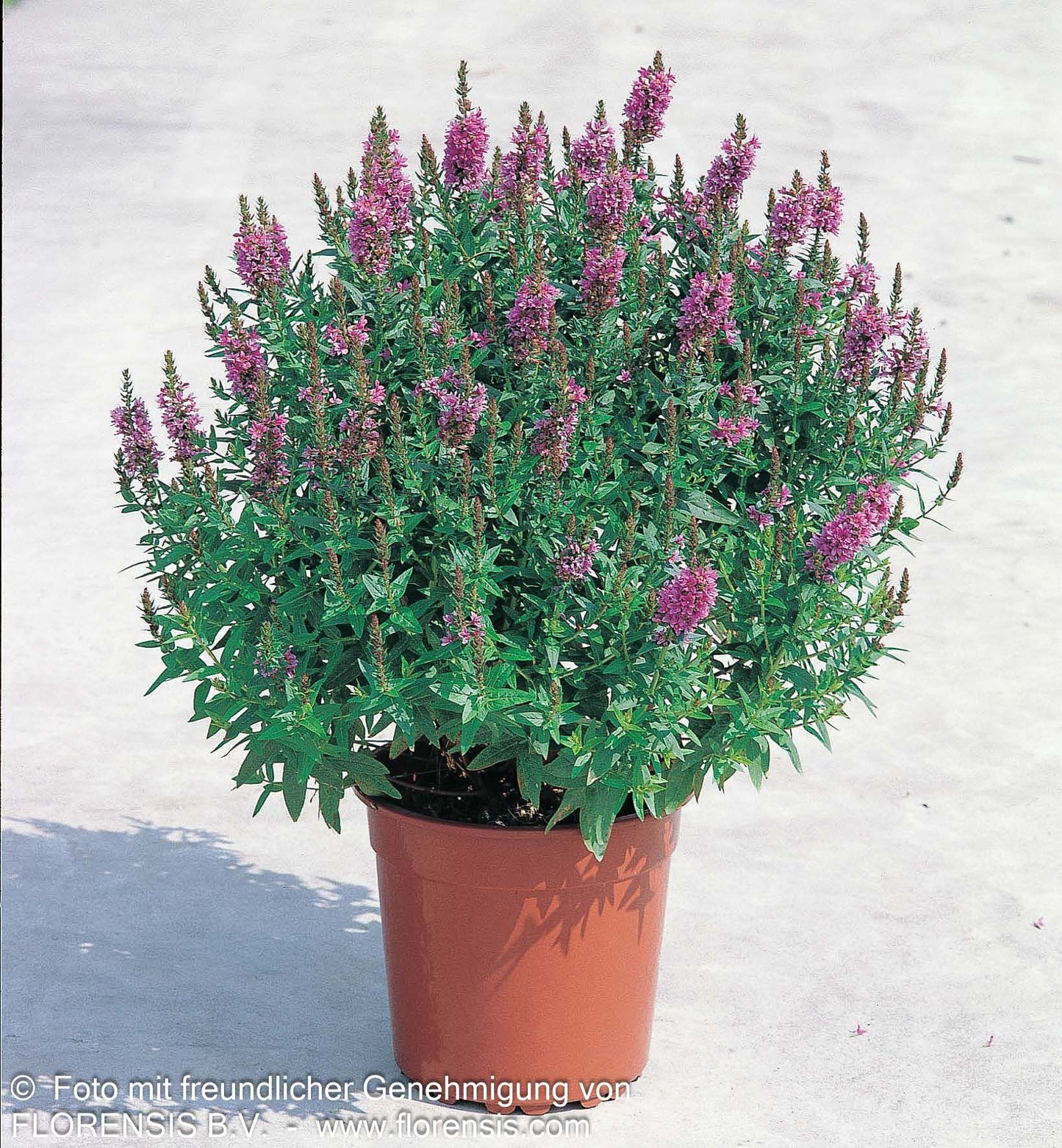 Blut-Weiderich 'Robert' (Lythrum salicaria)