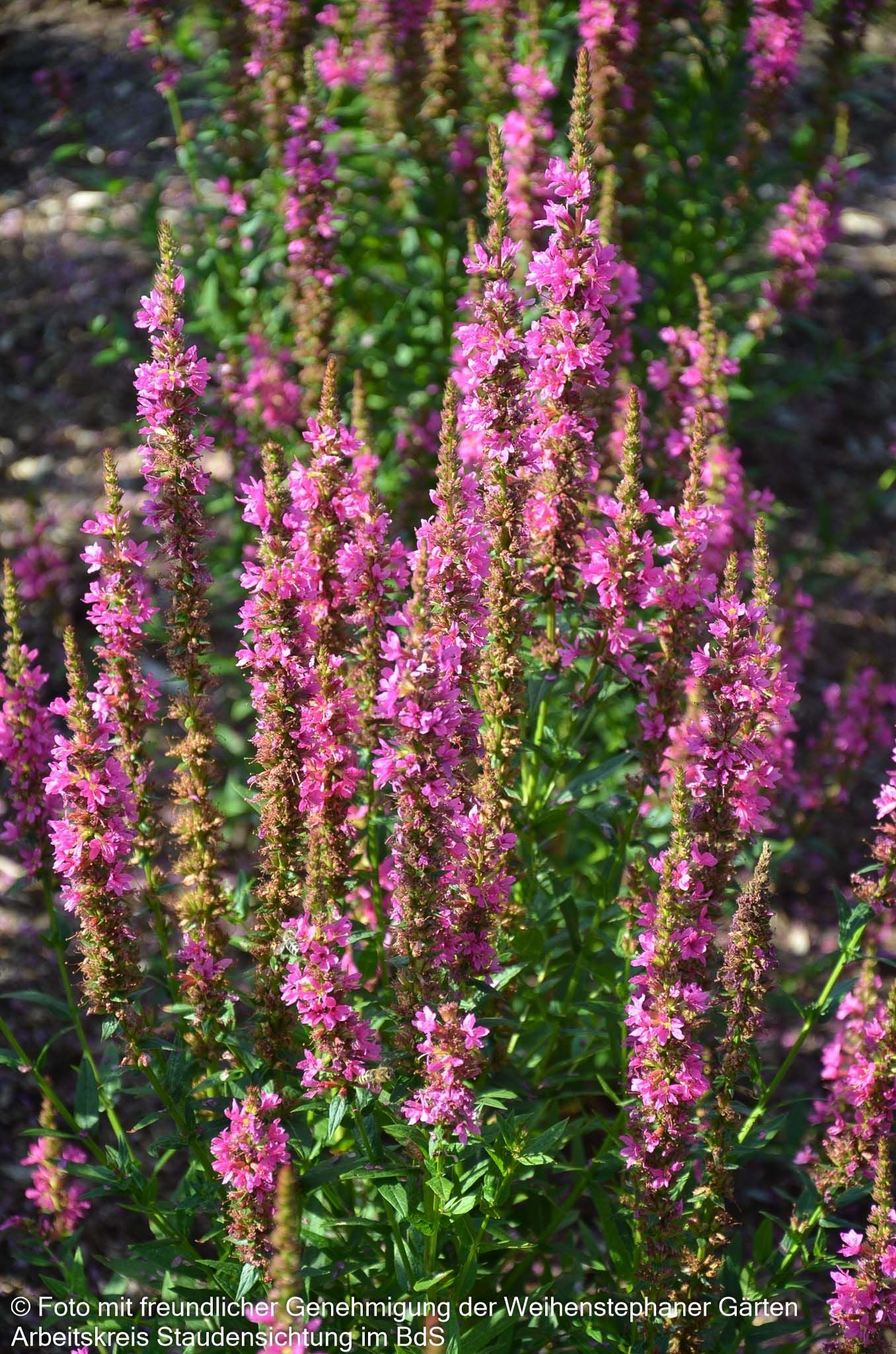 Blut-Weiderich 'Robert' (Lythrum salicaria)